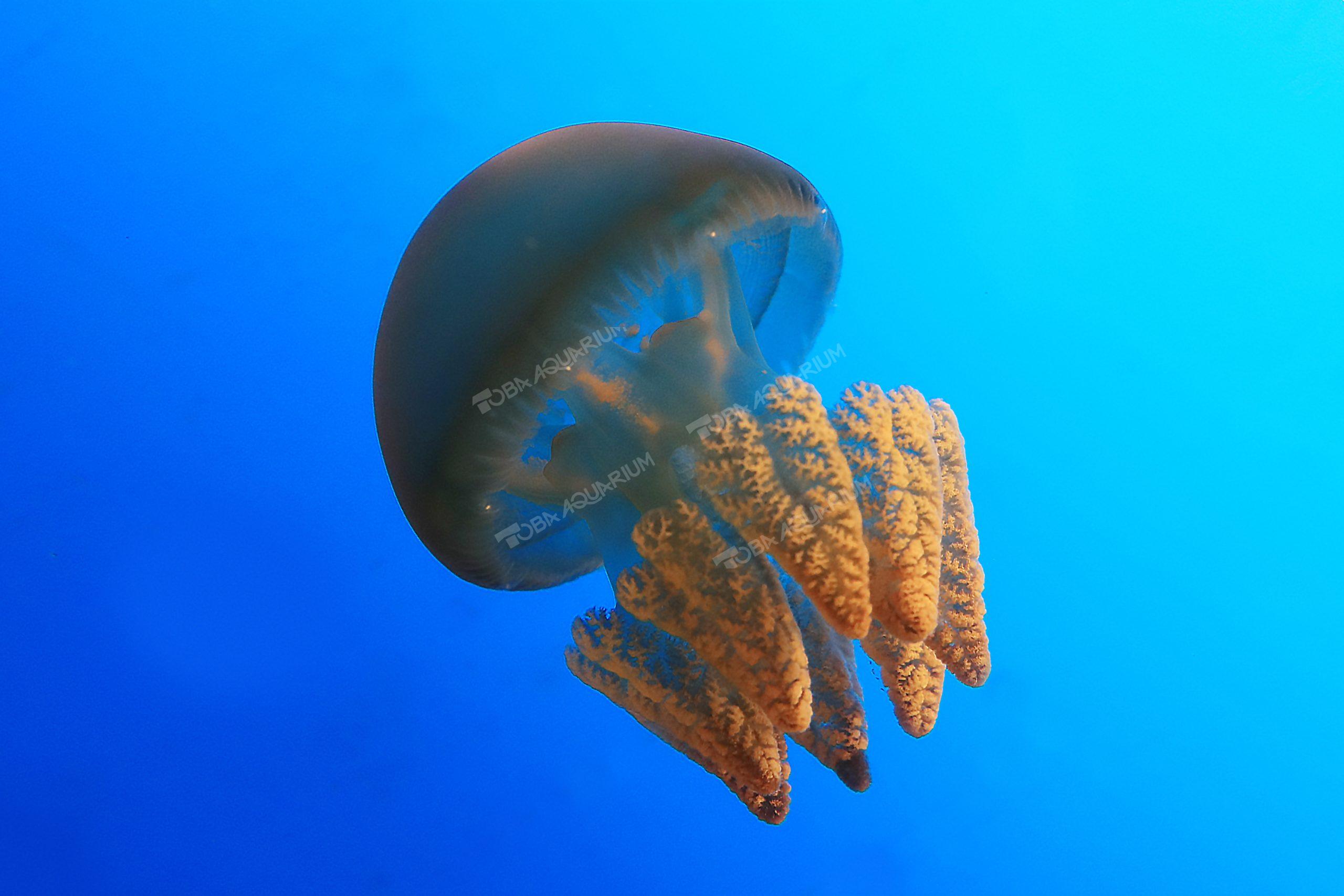 カラージェリー - 生きもの図鑑 鳥羽水族館